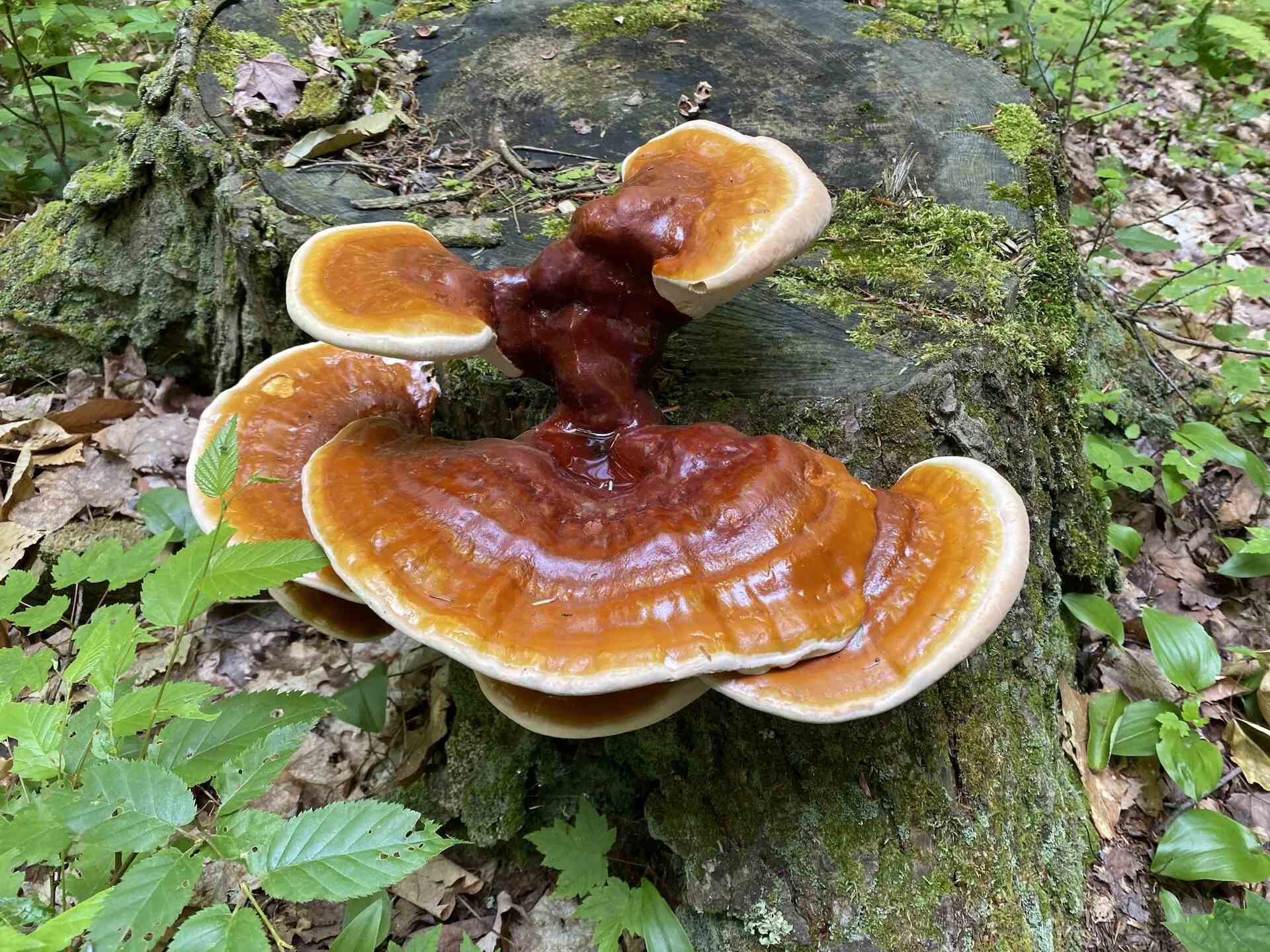 26 Fakta Om Reishi-svamp