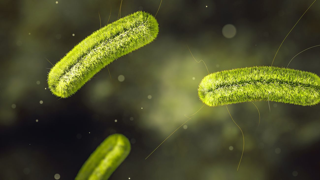 28 Fakta Om Listeria