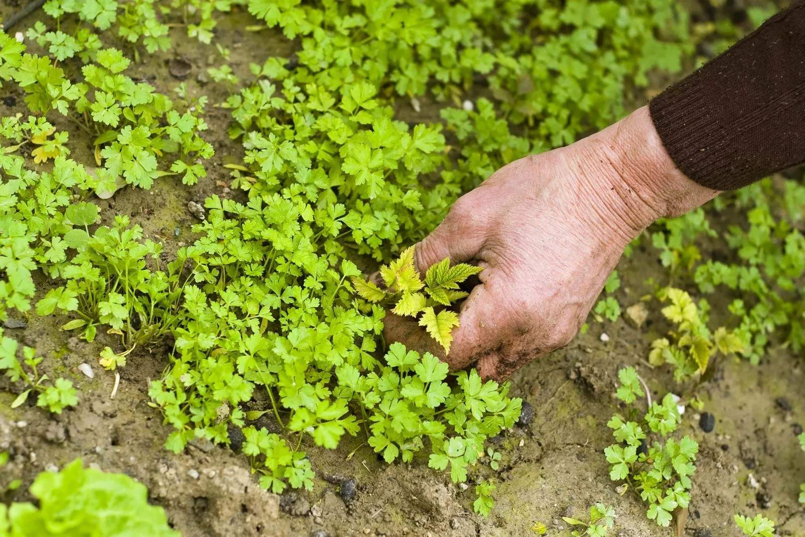 28 Fakta Om Ukrudt
