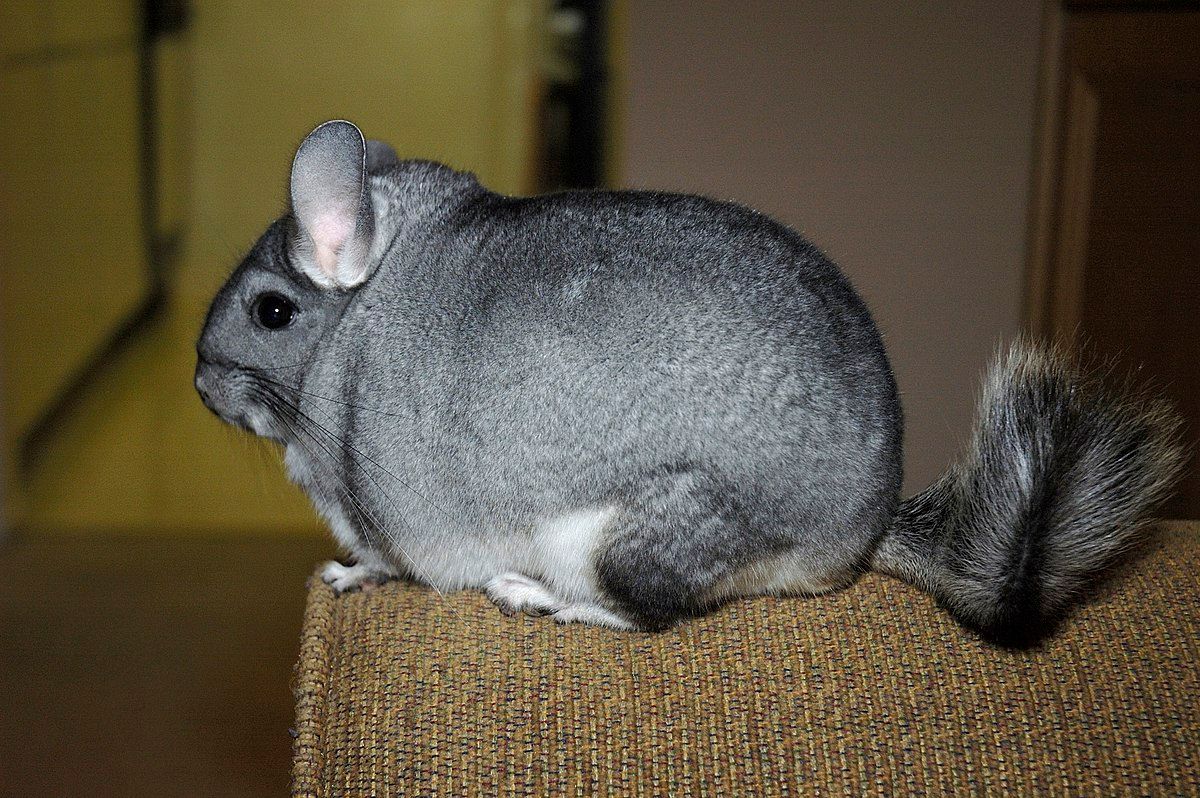 29 Fakta Om Chinchilla