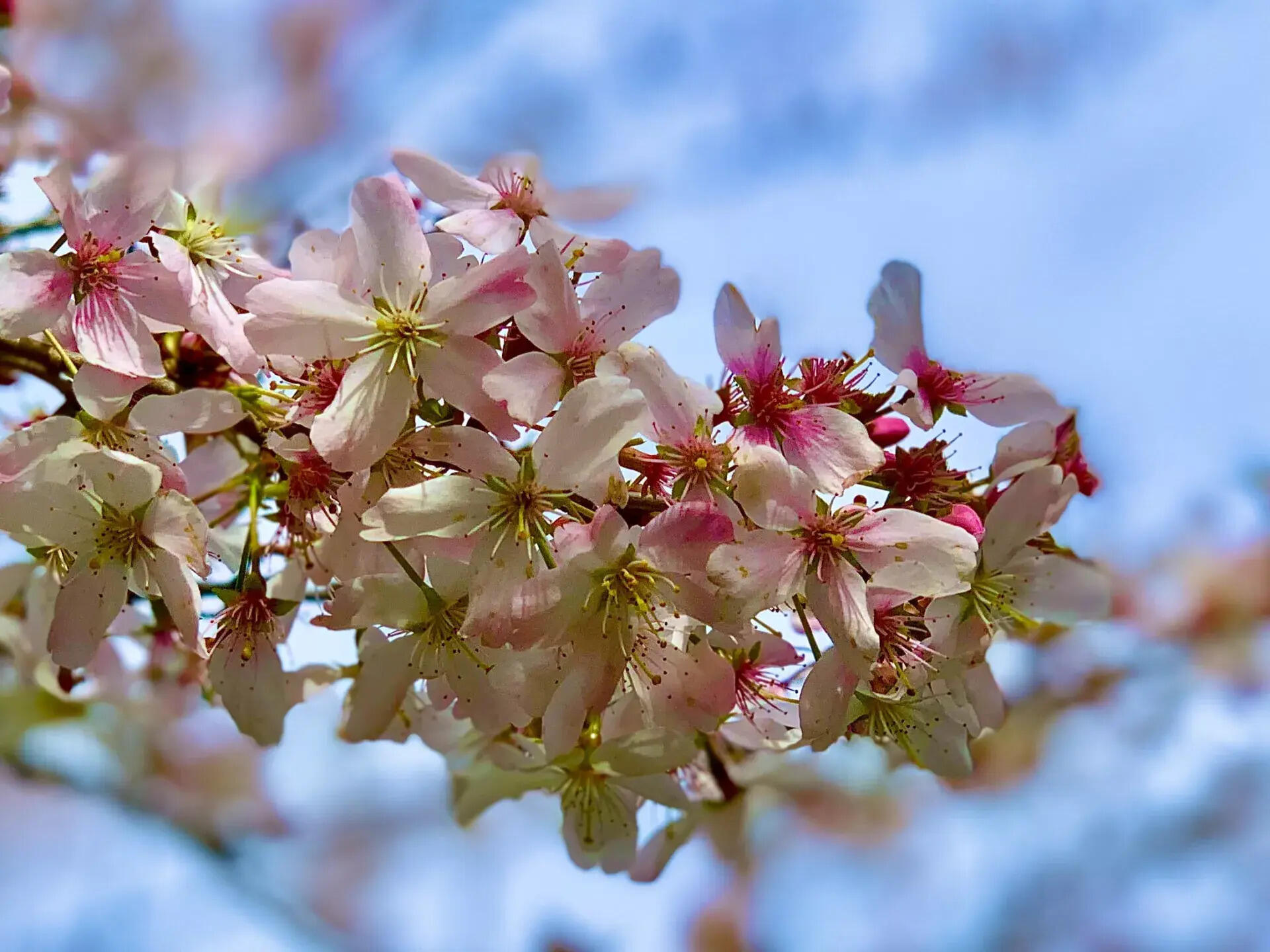 31 Fakta Om Kirsebærblomst