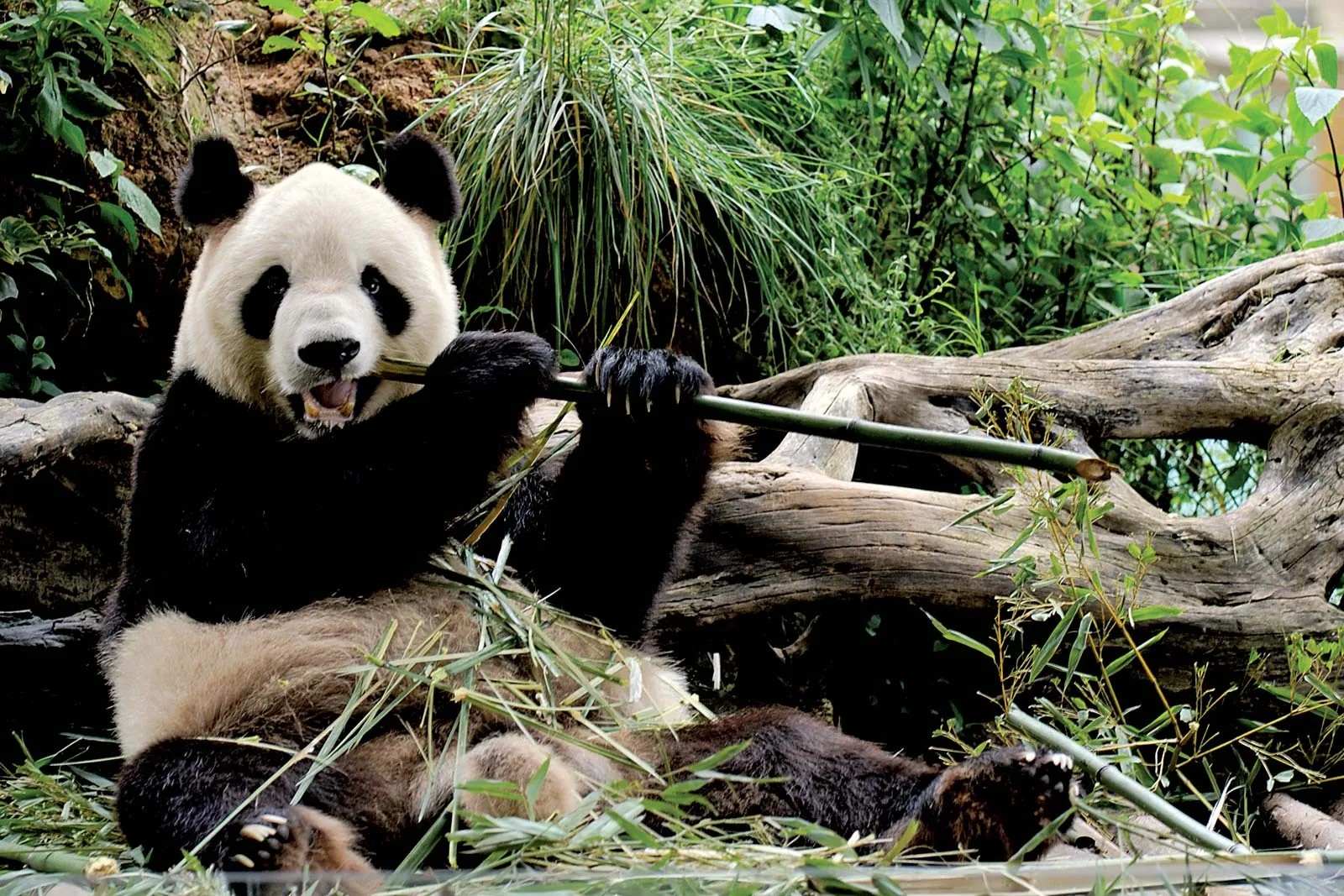 32 Fakta Om Panda