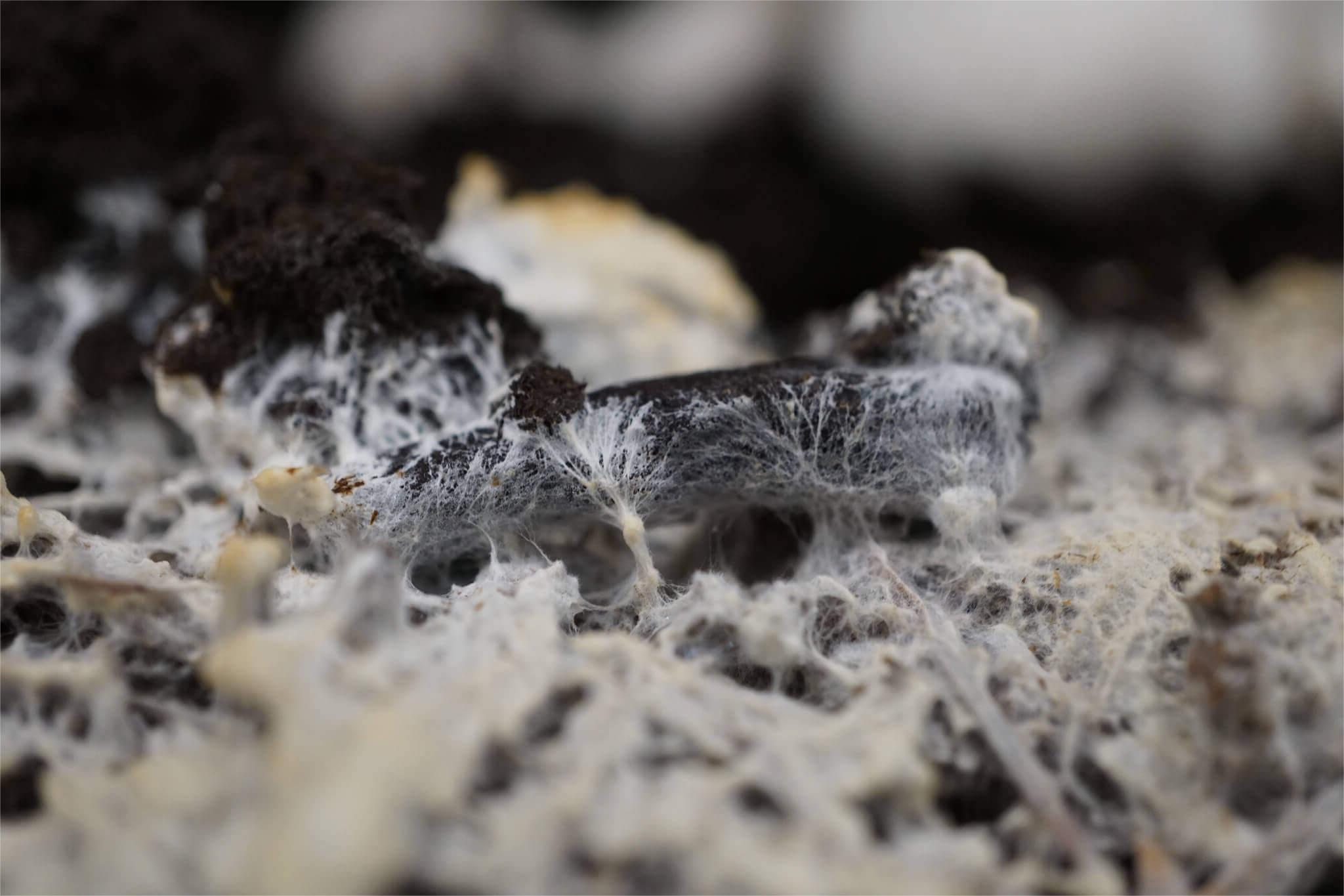 33 Fakta Om Mycelium