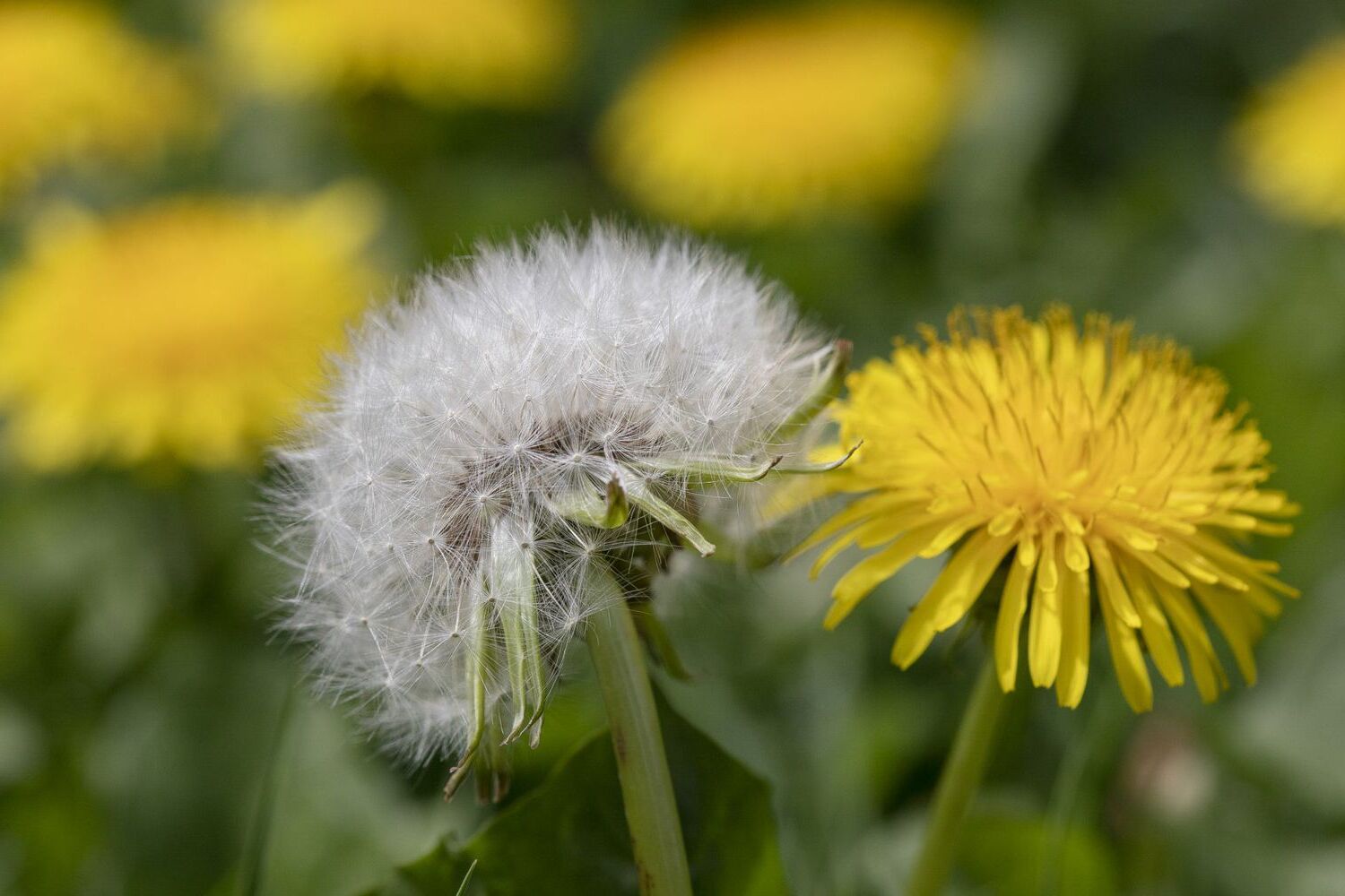 34 Fakta Om Mælkebøtte (Plante)
