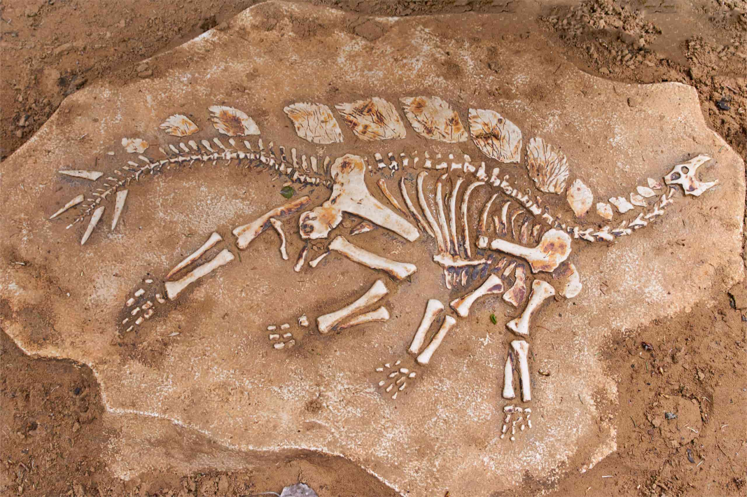 34 Fakta Om Fossil