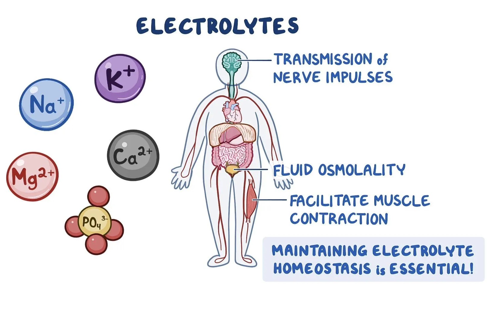 39 Fakta Om Elektrolytter